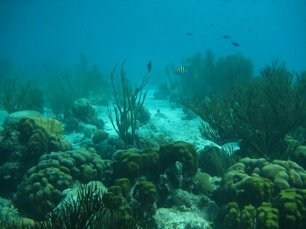Onderwaterlandschap in het Marine Park met stenen koralen, zeewaaiers en tropische vissen
