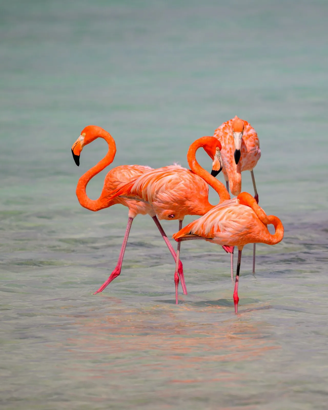 Drie flamingo's in het ondiepe water van het Pekelmeer