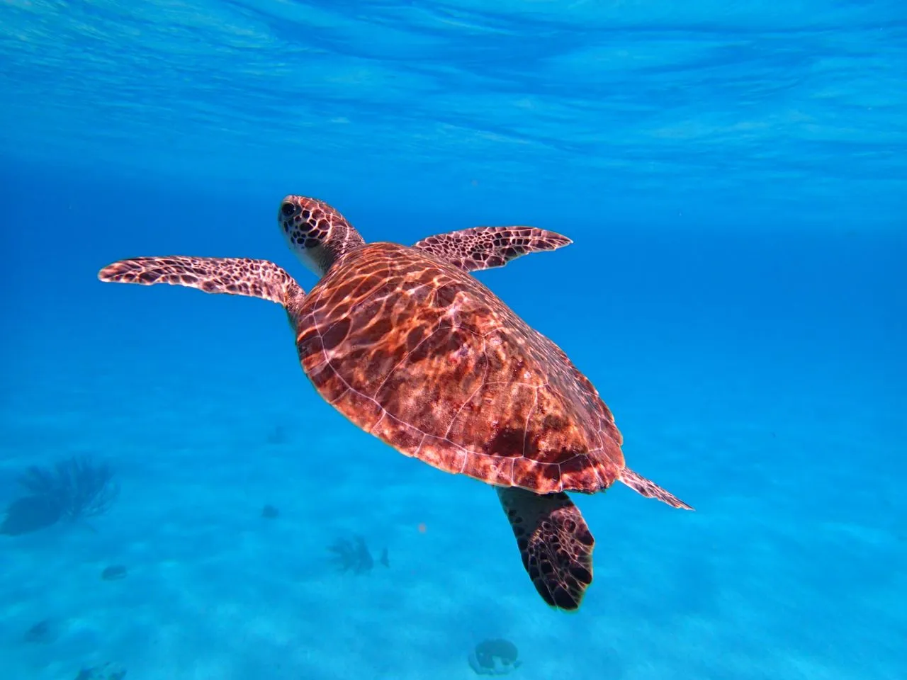 Zeeschildpad die boven het rif door helder blauw water zwemt